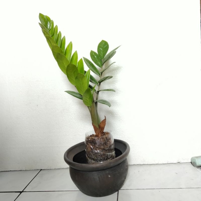 ZAMIOCULCAS ZAMIIFOLIA (ZZ Plant)
