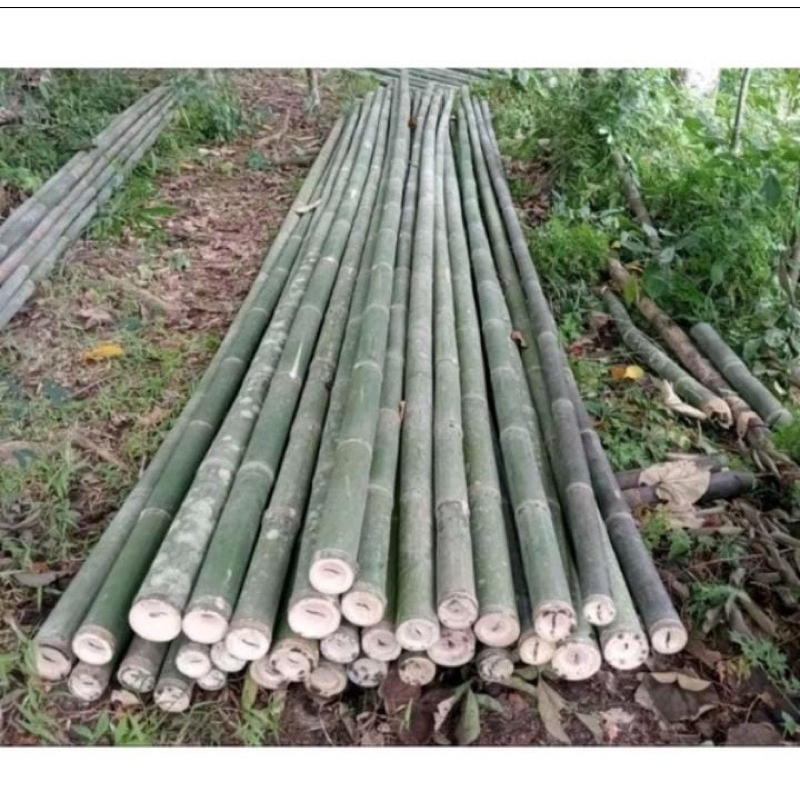 Bambu Steger / Bambu Petung / Bambu Proyek