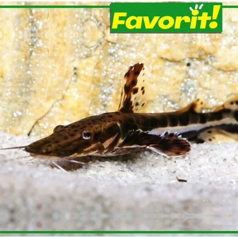 Tiger Shovelnose Catfish ( TSN ) Ikan Hias Predator Hiasan Aquarium