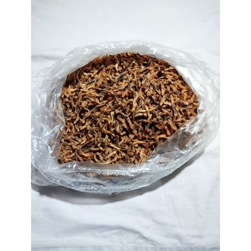 

Lorjuk Madura asli mentah 100 gr kerang bambu
