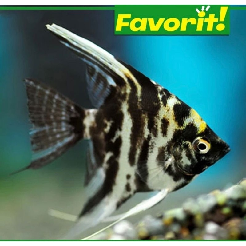 Ikan Hias Baby Manfish Tricolor Hiasan Aquarium Aquascape Mini Lucu