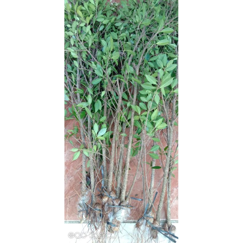 bibit kimeng cangkok paket isi 5