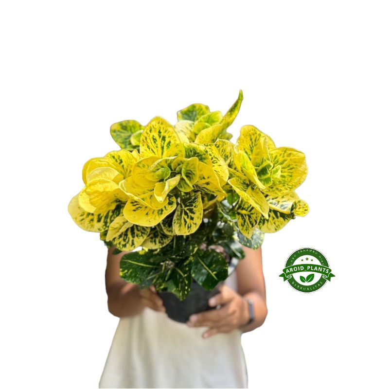 Tanaman Hias Puring Apel Kuning - Pohon Puring Apel - Tanaman Puring Apel Yellow