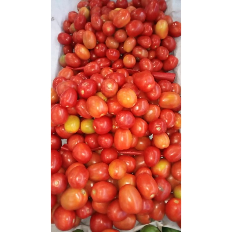 

Tomat Segar Serba Lima Ribu