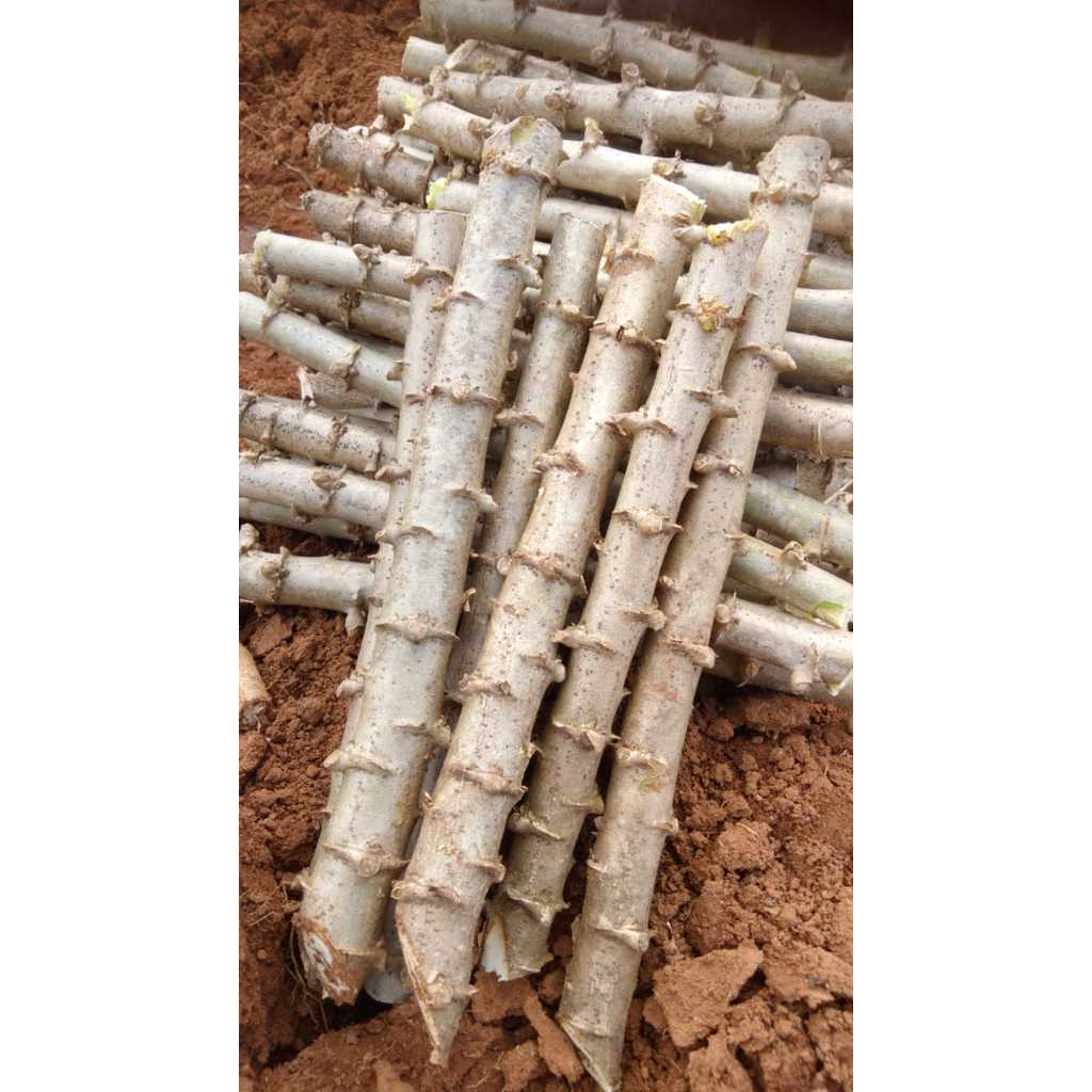 

SINGKONG THAILAN ASLI