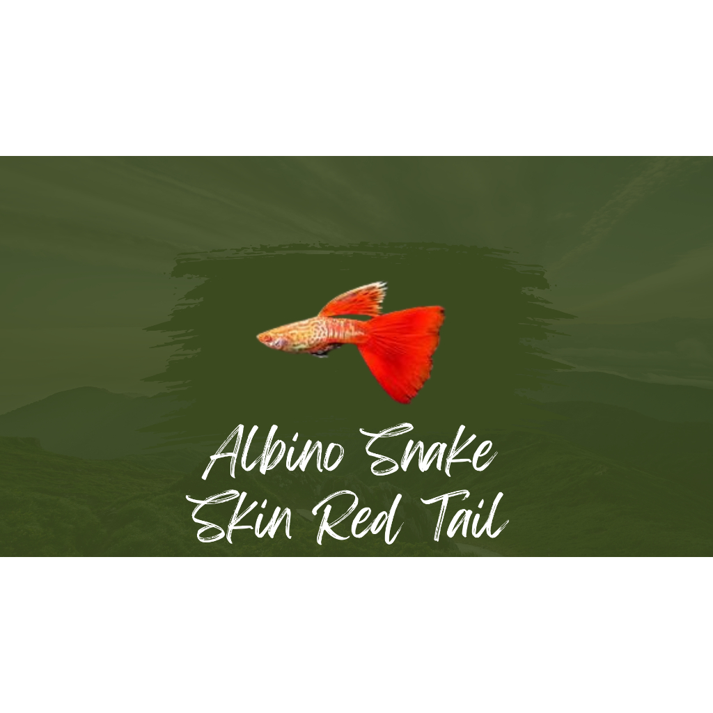 

Packing styrofoam albino metal snake skin red tail 2