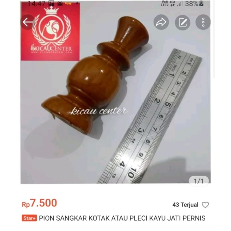 PION SANGKAR KOTAK / PLECI PERNIS