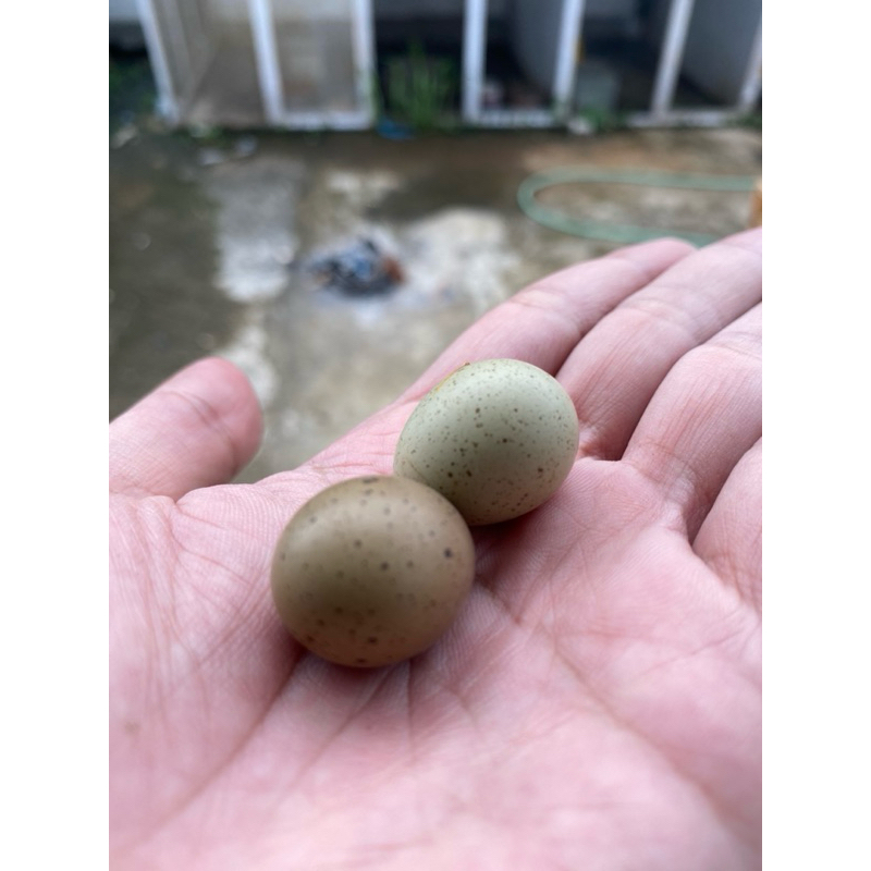

Telur Fertil Puyuh batu Hias