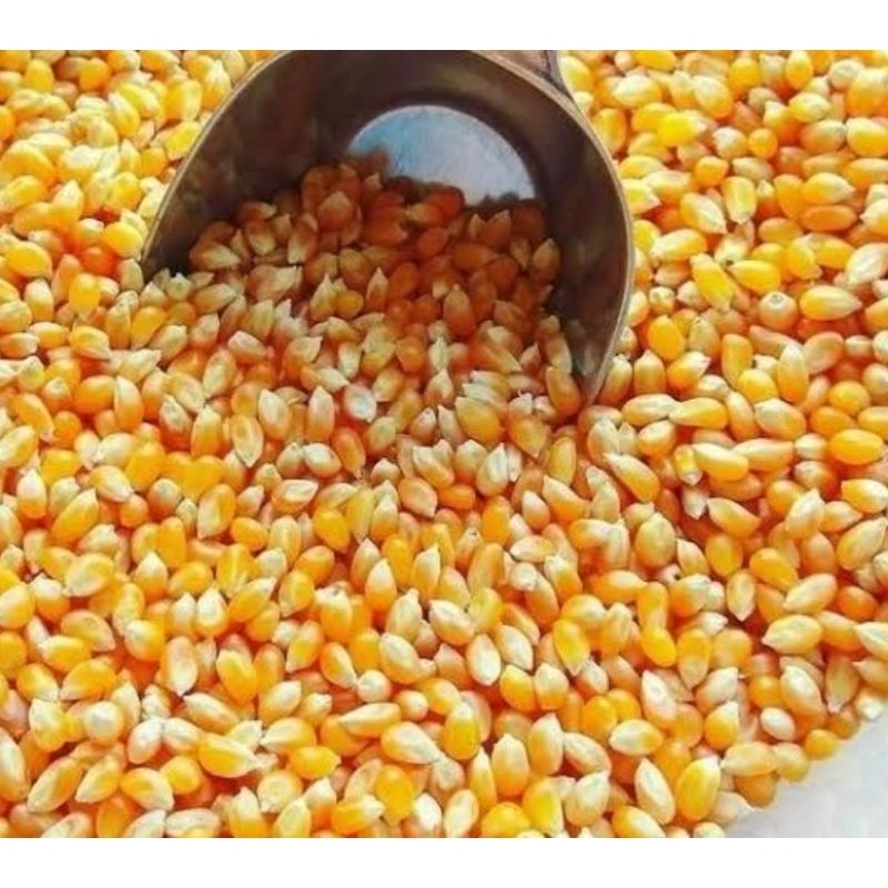 

Jagung popcorn mentah 250 gram