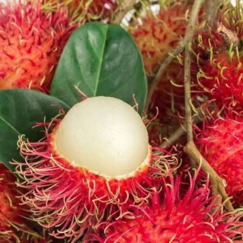 Bibit Rambutan Parakan Asli Cepat Berbuah | Termurah Bibit Rambutan Parakan Bisa Di Tanam Di Pot