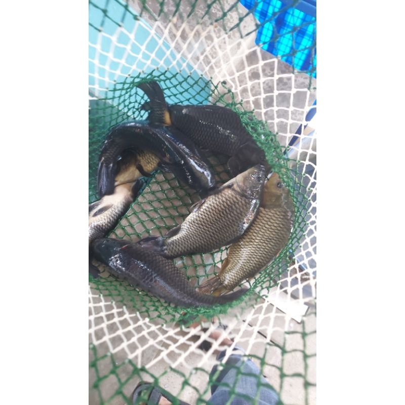 

ikan emas segar 1 kg isi 3.4