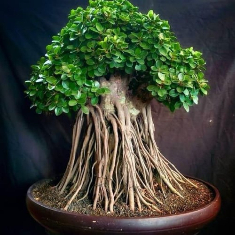 Tanaman Hias Bahan Bonsai Beringin Dolar Mangkok Micro (Ori)