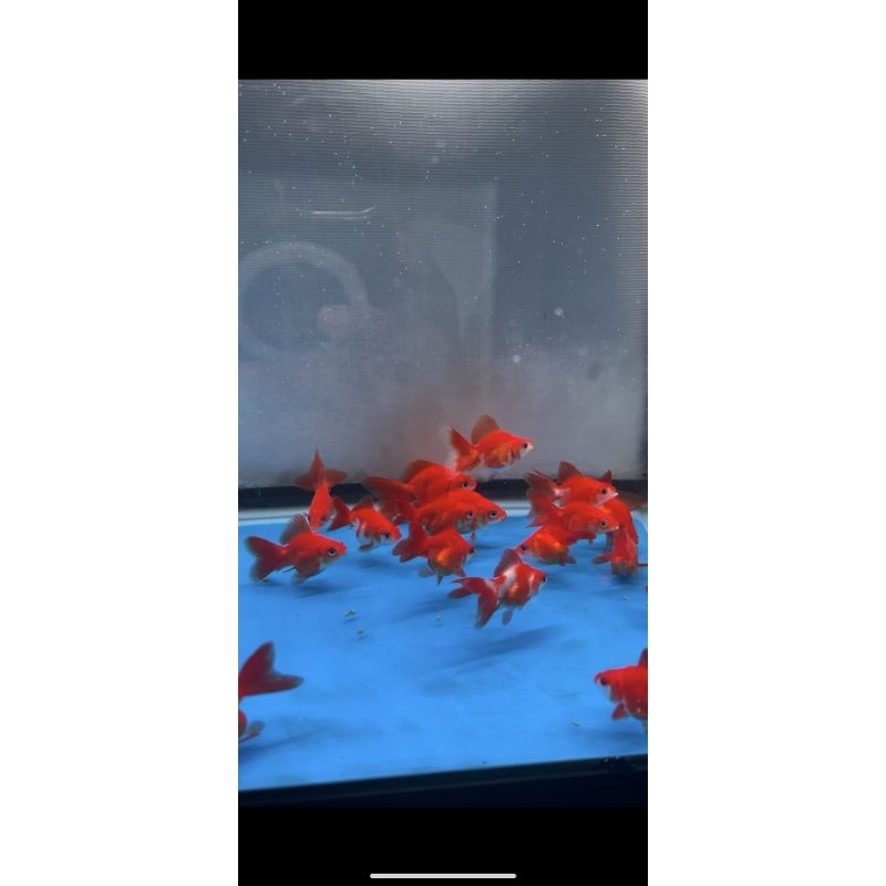 goldfish Ryukin RW red white 10ekor 50k murah banget