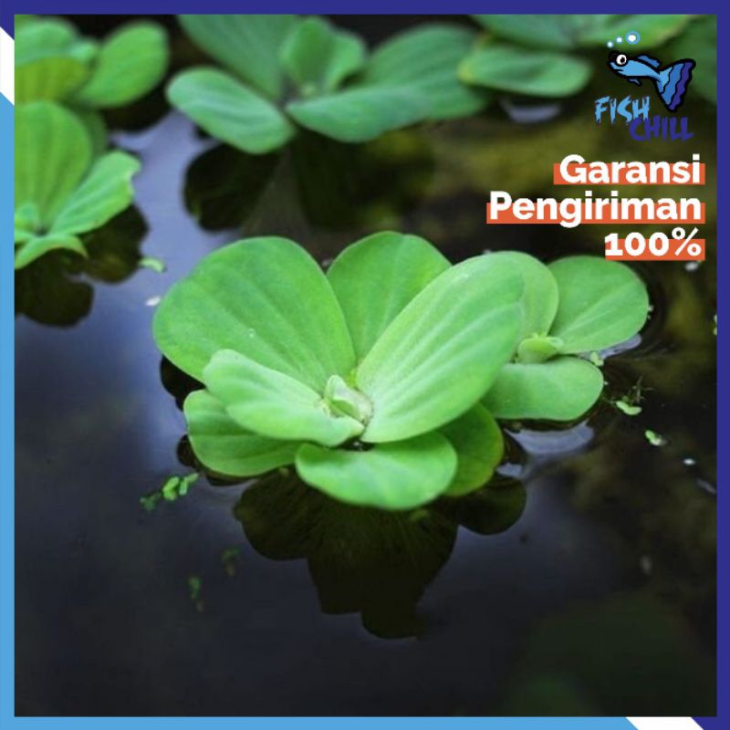 APU APU TUMBUHAN APUNG || Kapu Kapu Mawar Amazon Frogbit Mata Lele Aquarium Kolam Tanaman Ganggang A