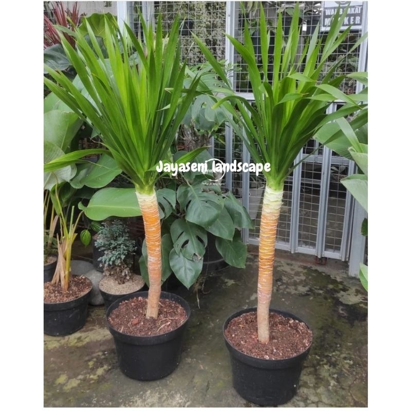 TANAMAN HIAS PANDAN BALI + POT HITAM