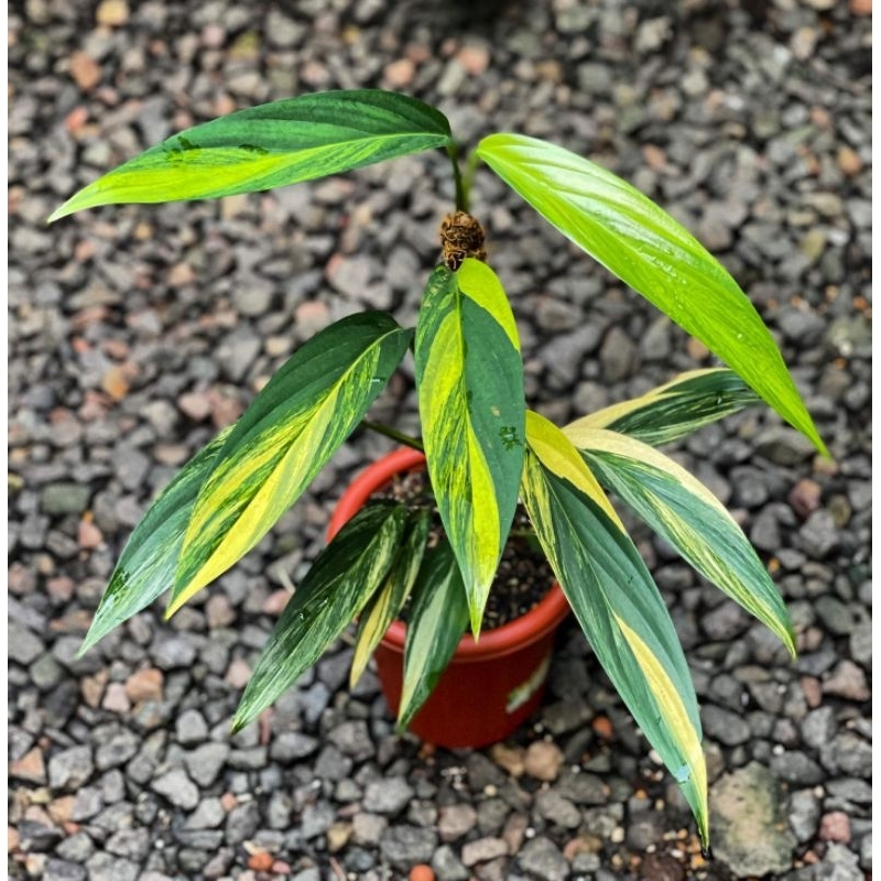 Epipremnum Amplissimum Variegata / Amplisimum varigata