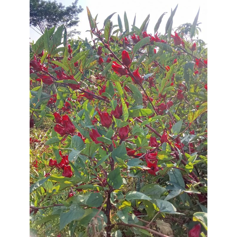 

Teh bunga Rosela merah kering kemasan 1kg Premium grade A