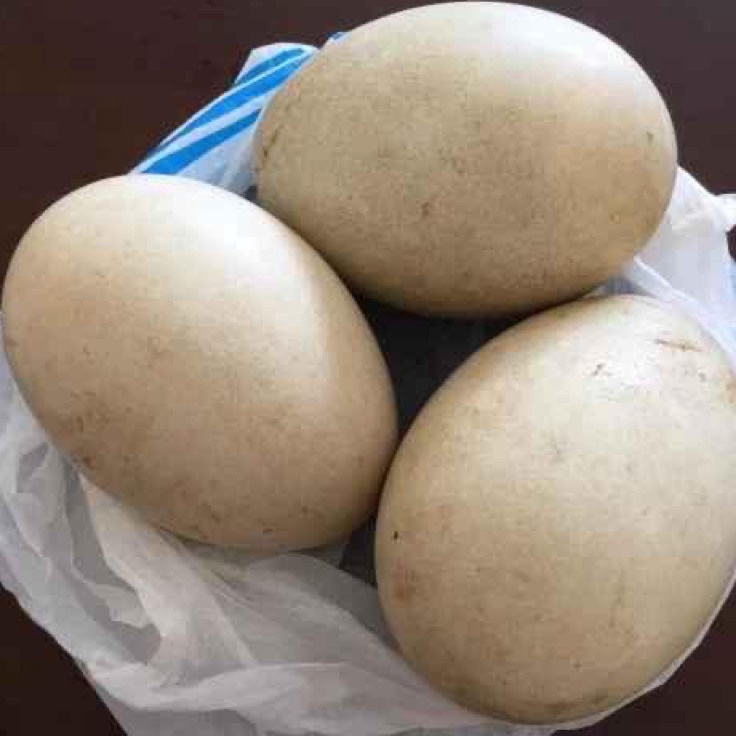 

Klik Pesan TELUR ANGSA TEMBUHUK TELUR ANGSA BUSUKTELUR ANGSA FRES