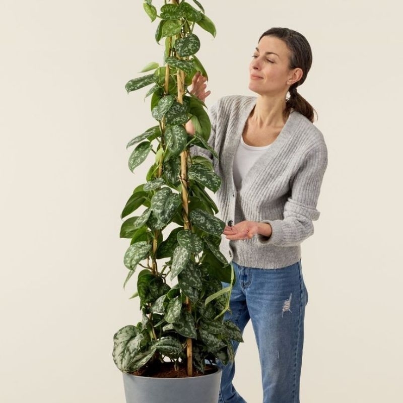 tanaman hias scindapsus argyraeus |scindapsus agreus