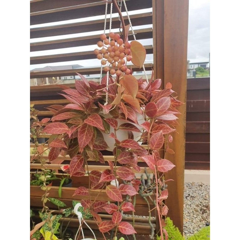 Tanaman hias hoya sunrise rimbun