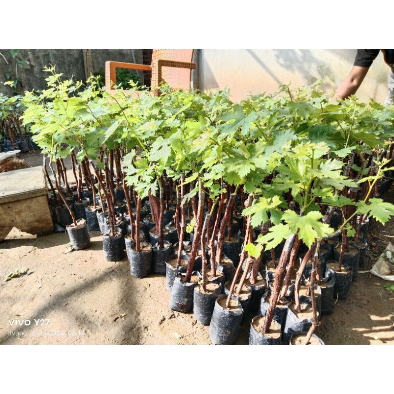 Bibit Tanaman Anggur Import bibit anggur Import Jupiter bibit anggur merah jupiter