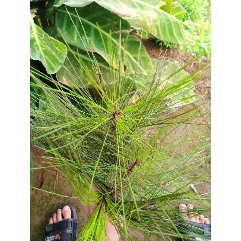 

Daun finus segar 1kg