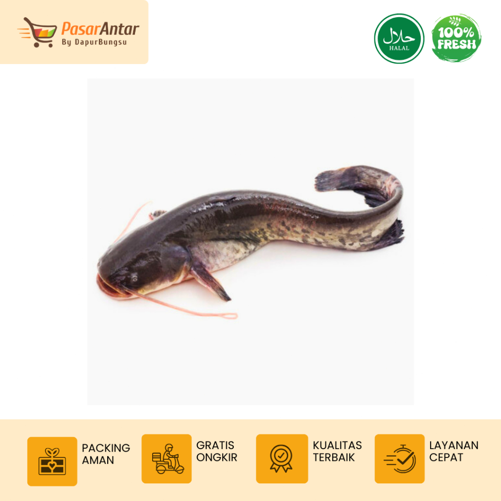 

Ikan Lele Segar Bandung