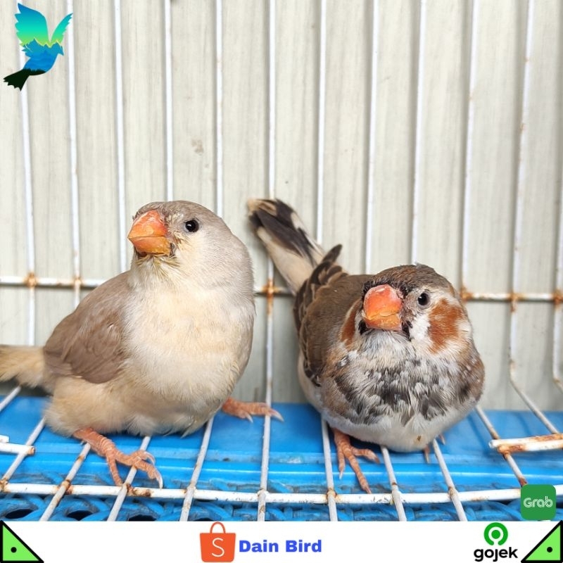 Burung Zebra Finch Medium Siapan Sepasang - BB & Fawn Penguin