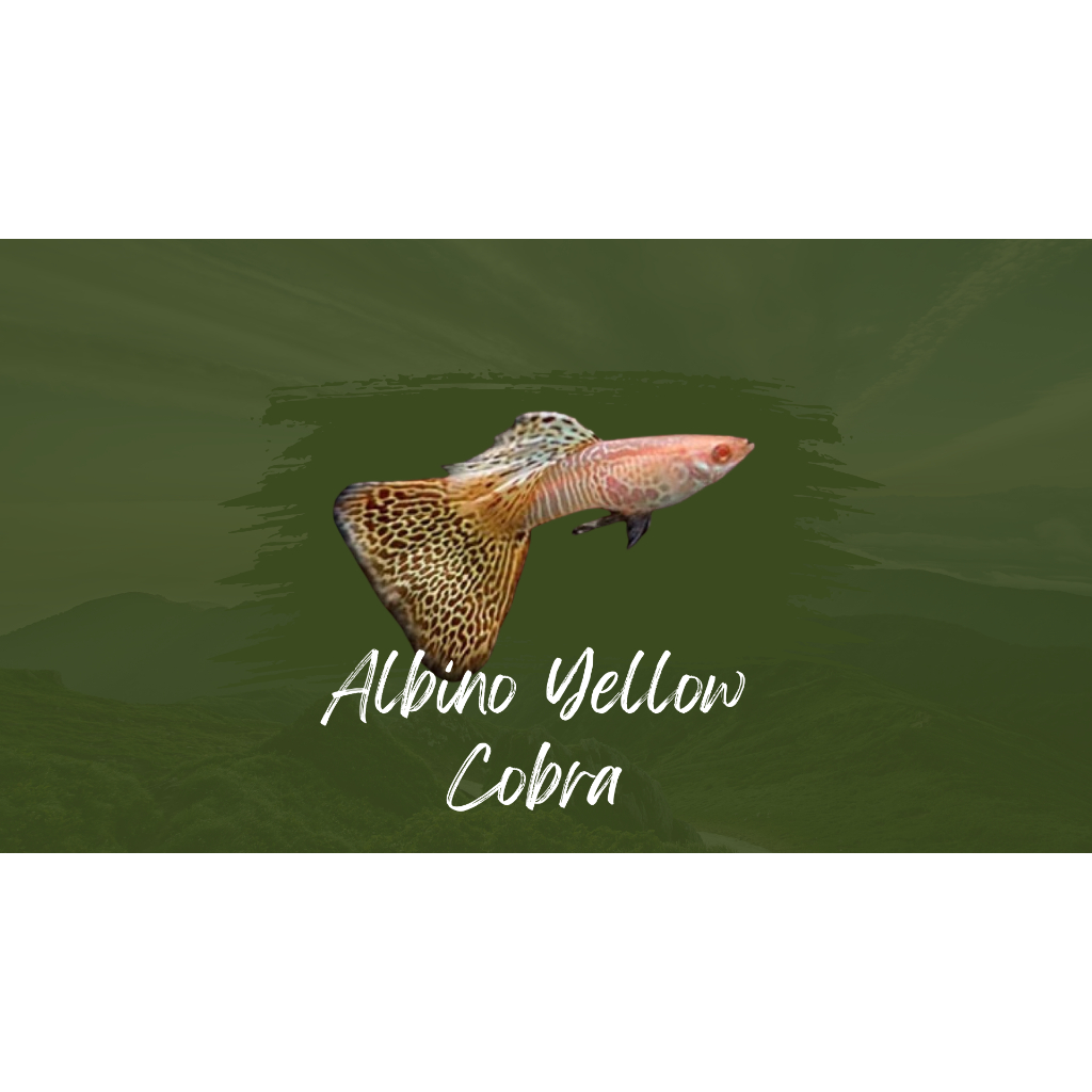 

Packing Styrofoam albino yellow cobra