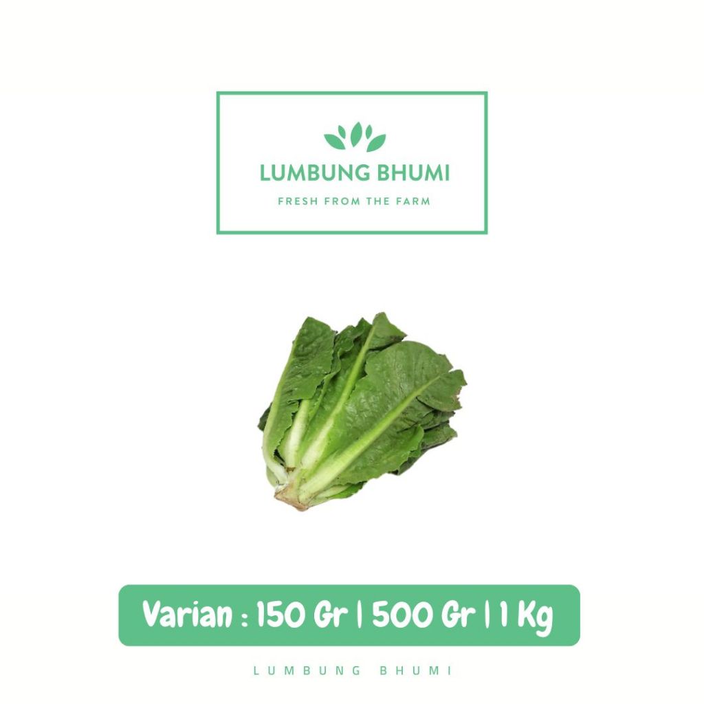 

Selada Lettuce Romaine SEDANG Sayur - Lumbung Bhumi