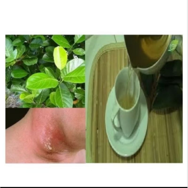 

daun nangka segar 100 lembar