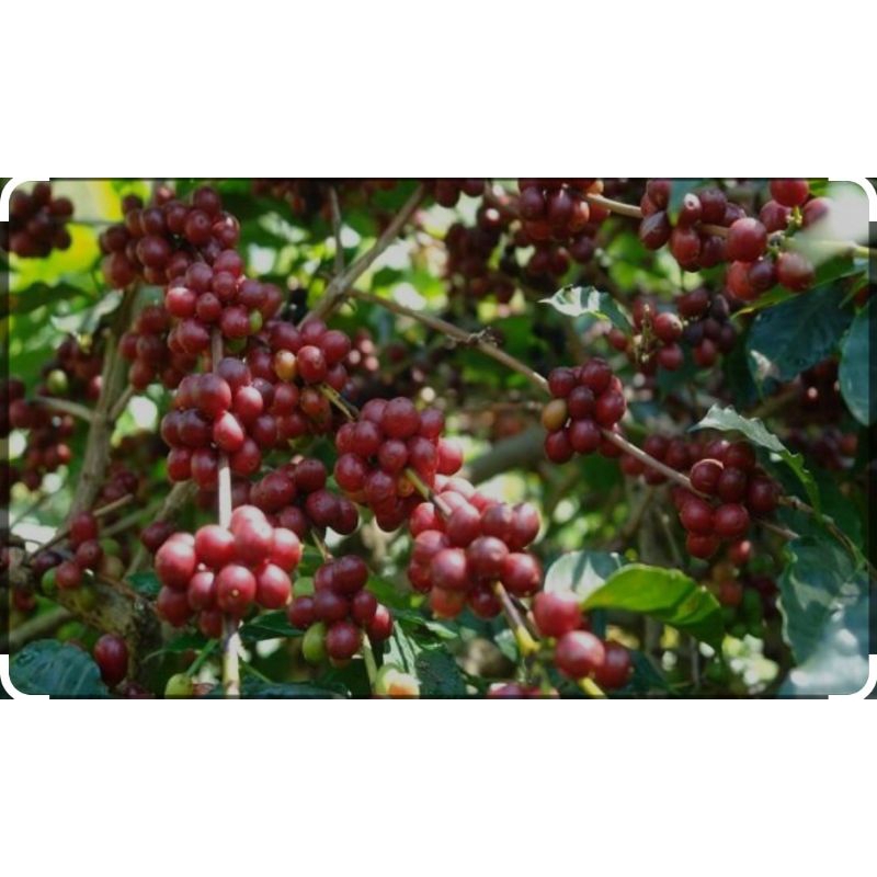 50 biji Bibit Kopi liberika  / kopi Nangka / Kopi Panjat / kopi Panah / Kopi Tangse Aceh -----------