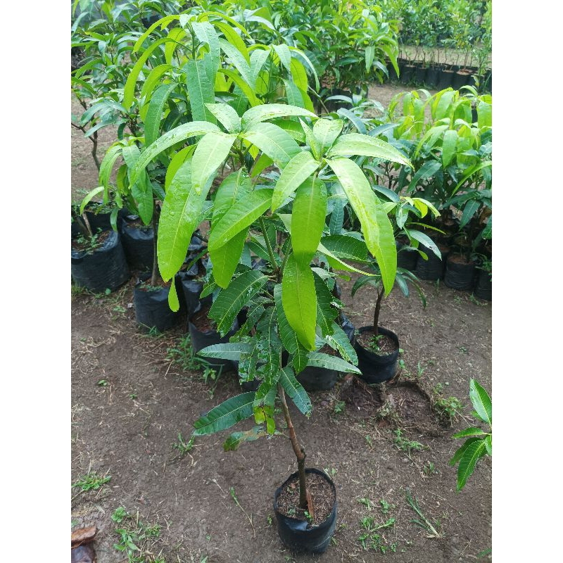 Bibit mangga kiojay || mangga jumbo