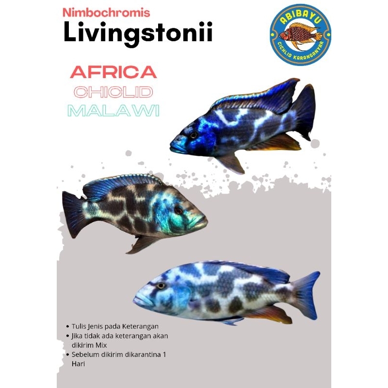 Nimbocromis Livingstone Cichlid Ikan