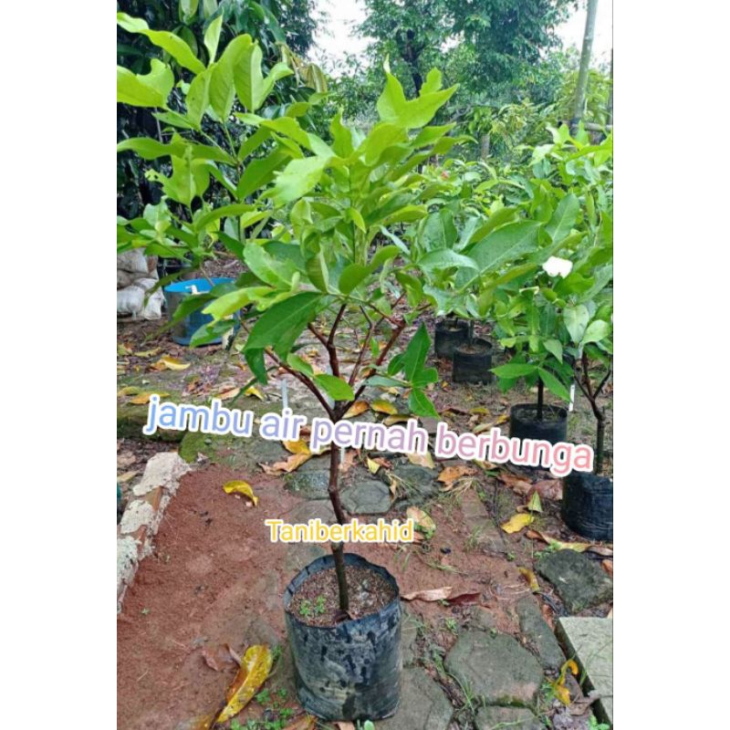 bibit jambu air sudah pernah berbuah