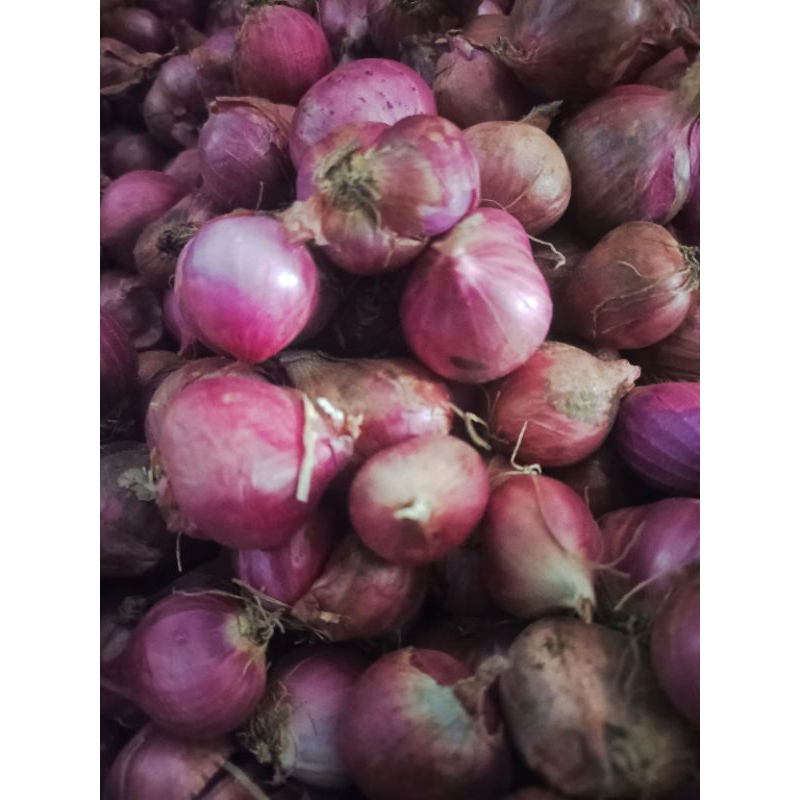 

Bawang BIMA KUALITAS PREMIUM