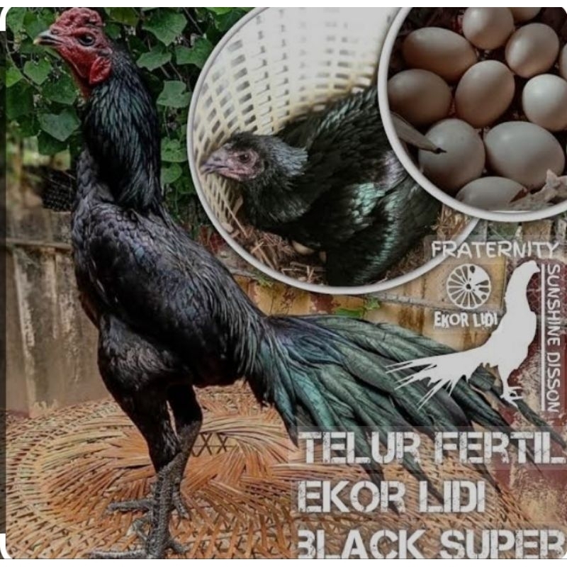 

Telur Pakhoy Ekor Lidi Hanya untuk di tetaskan fertil