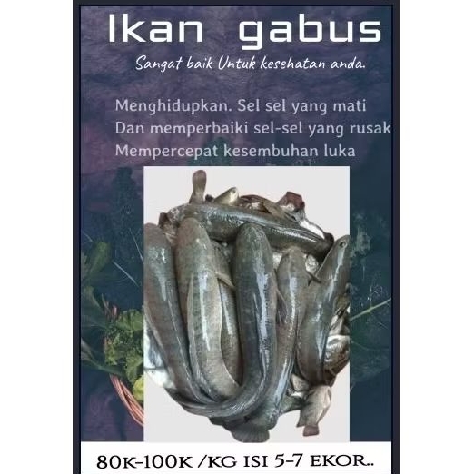 

Ikan Gabus hidup