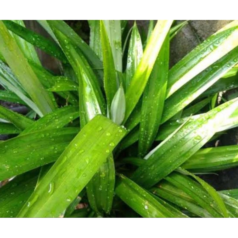 

DAUN PANDAN ORGANIK SEGAR 500 PERLEMBAR