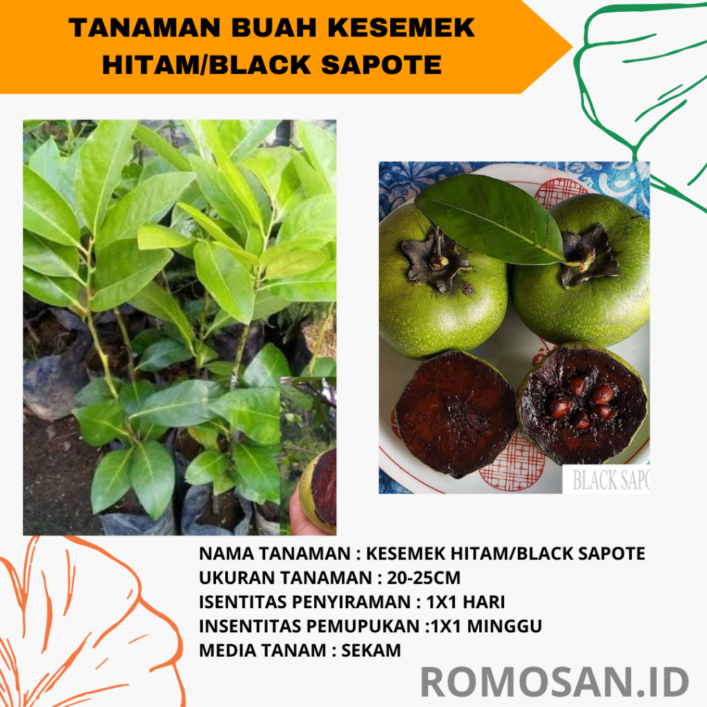 Bibit Tanaman Buah Kesemek Hitam / Black Sapote Super -bibitbunga-romosan.id