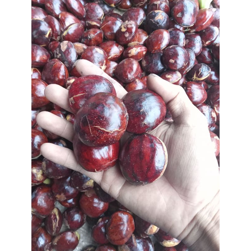 

Jengkol tua super 250g - 1kg / jengkol tua besar / jengkol besar / jengkol / jengkol fresh / jengkol murah / sayur / sayur fresh / sayur murah