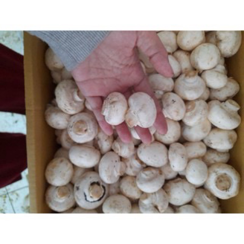 

jamur kancing atau champignon berat 1 kg