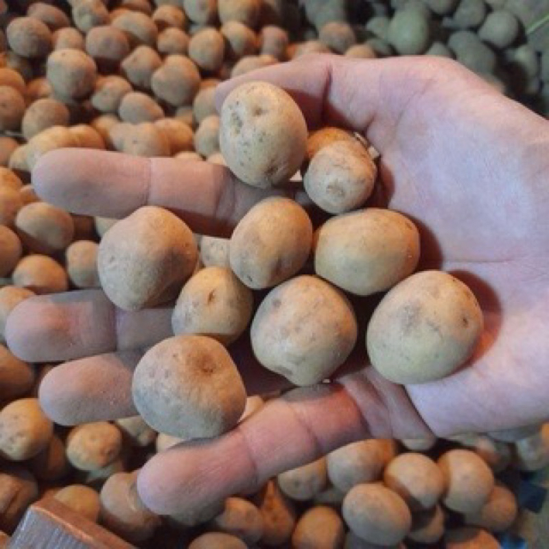 

kentang rendang atau kentang kecil berat 1 kg