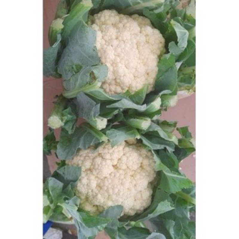

kembang kol segar berat 1 kg