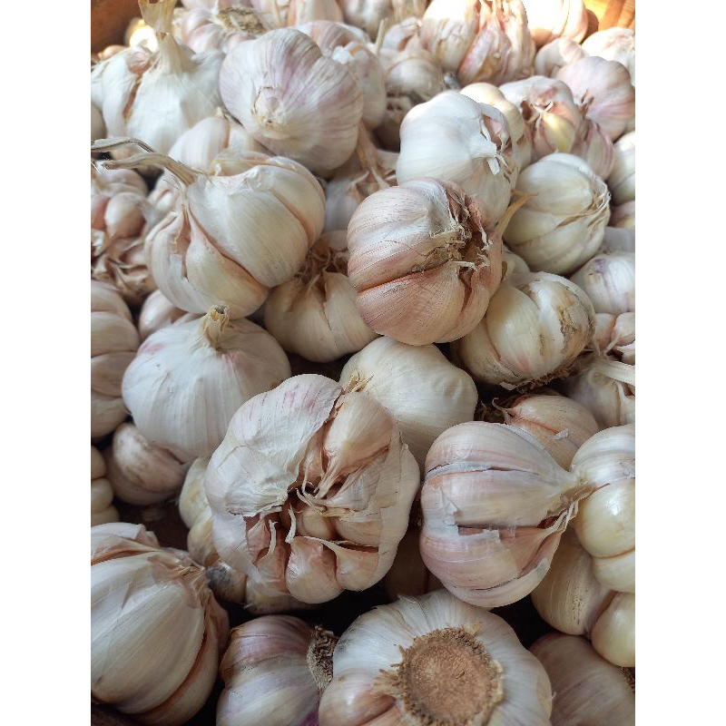 

Bawang Putih 1 Kg