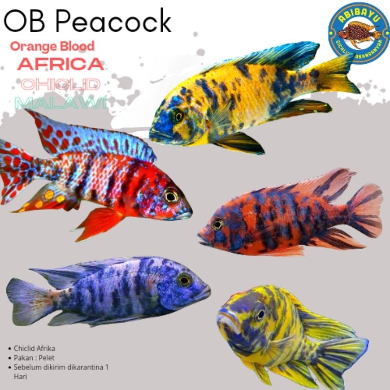 OB peacock Cichlid Ikan