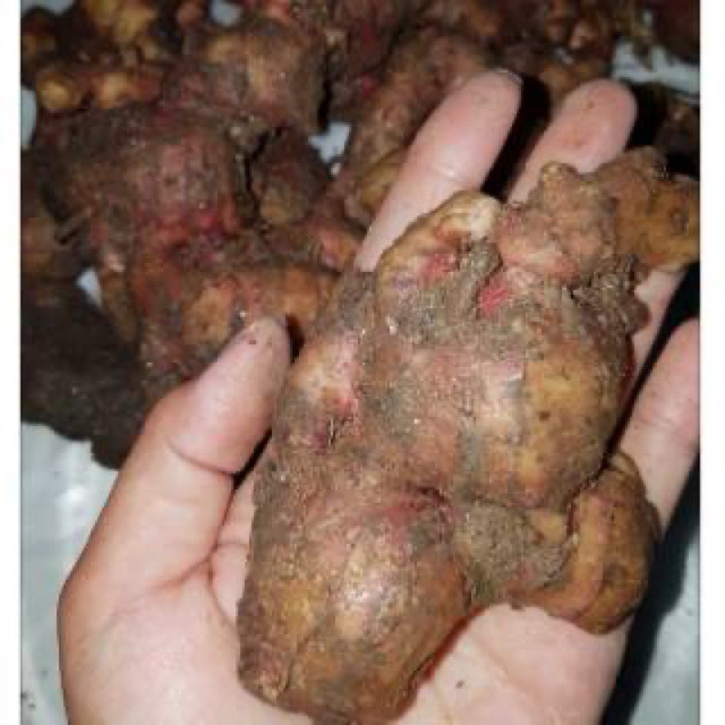 

jahe merah 1kg