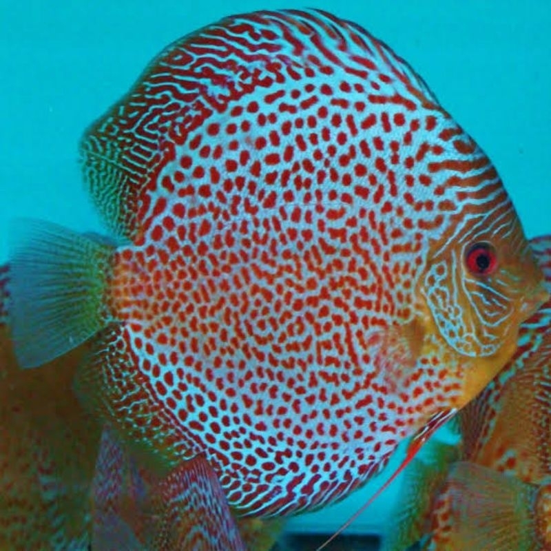 Blue Leopard Discus Aquarium