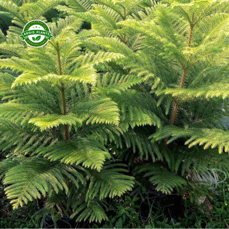 Tanaman Hias Cemara Norfolk Ukuran 1 Meter - Pohon Cemara Norfolk Tinggi 1 Meter