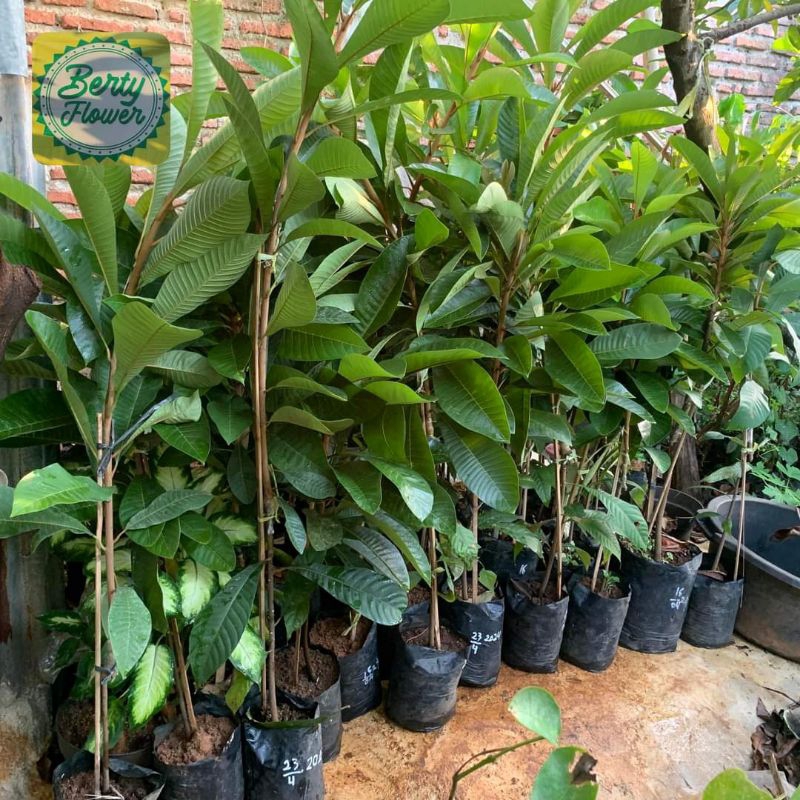 mamey sapote keywes ( sambung susu )